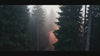 dark cinematic black forest video with fog and pine trees for NOXRAW streetwear hero section inspired by Schwarzwald, techno aesthetics and premium urban fashion